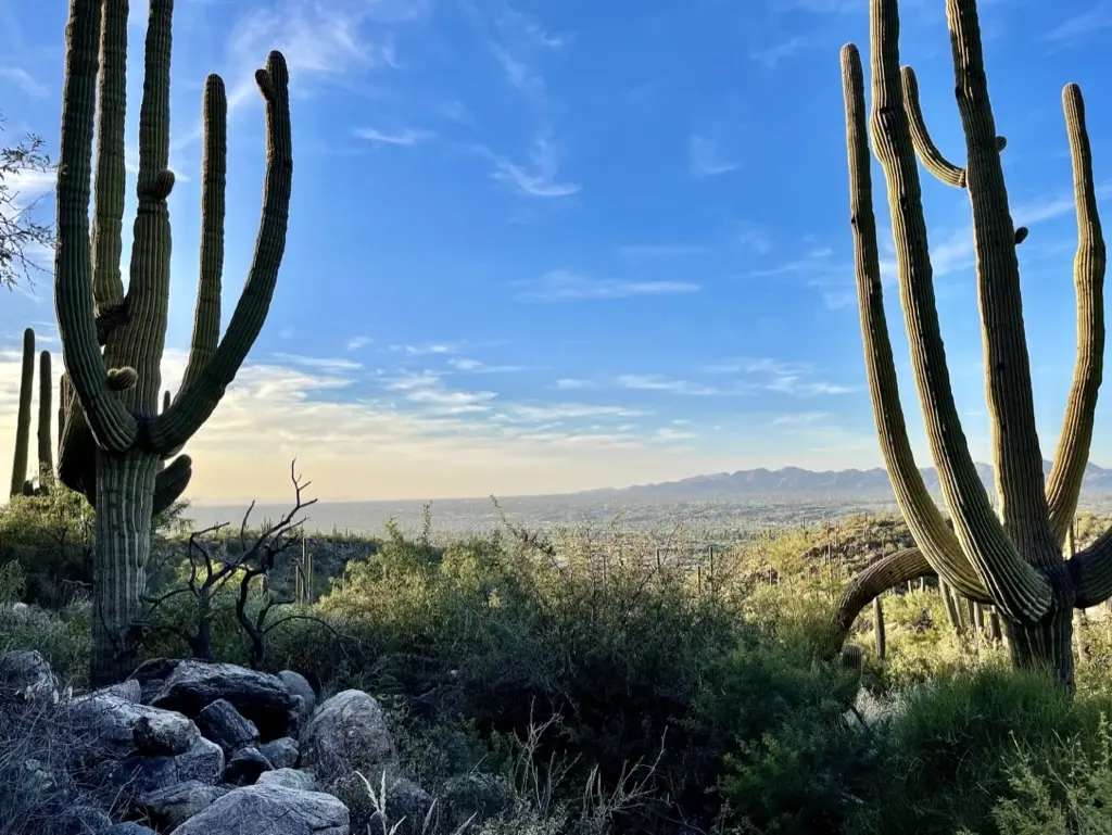 Sonoran Desert landscape