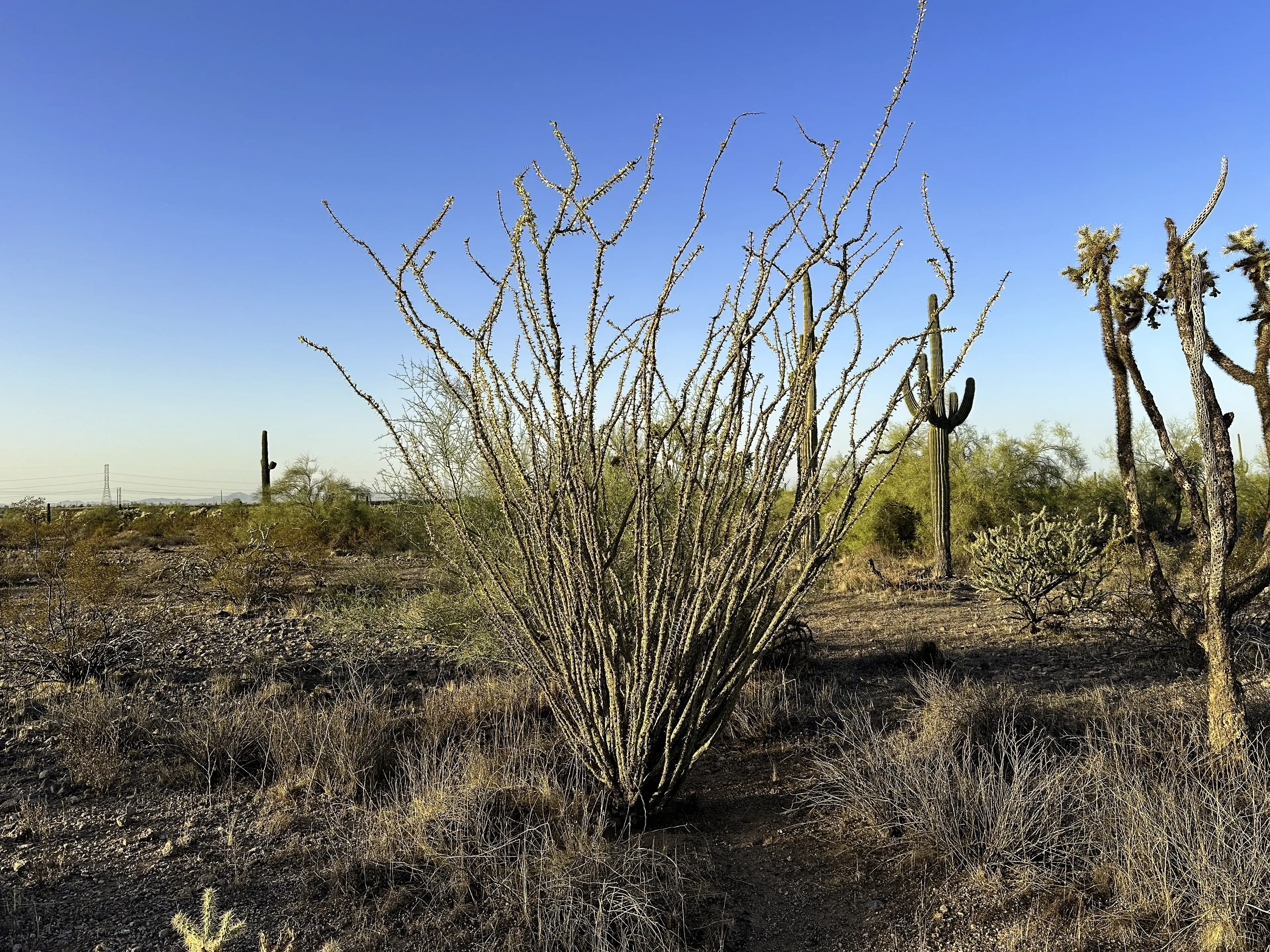 Ocotillo