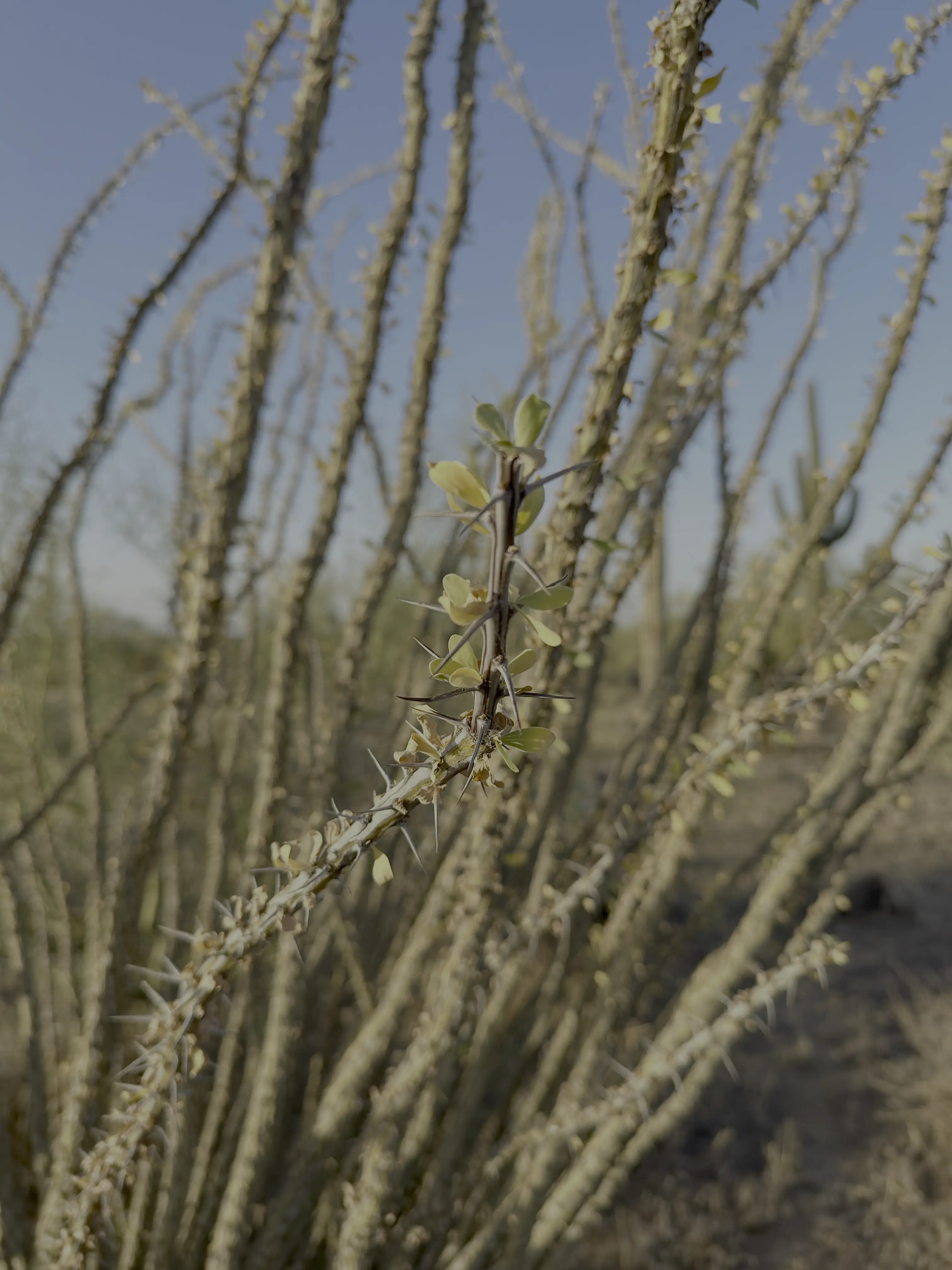 Ocotillo branches