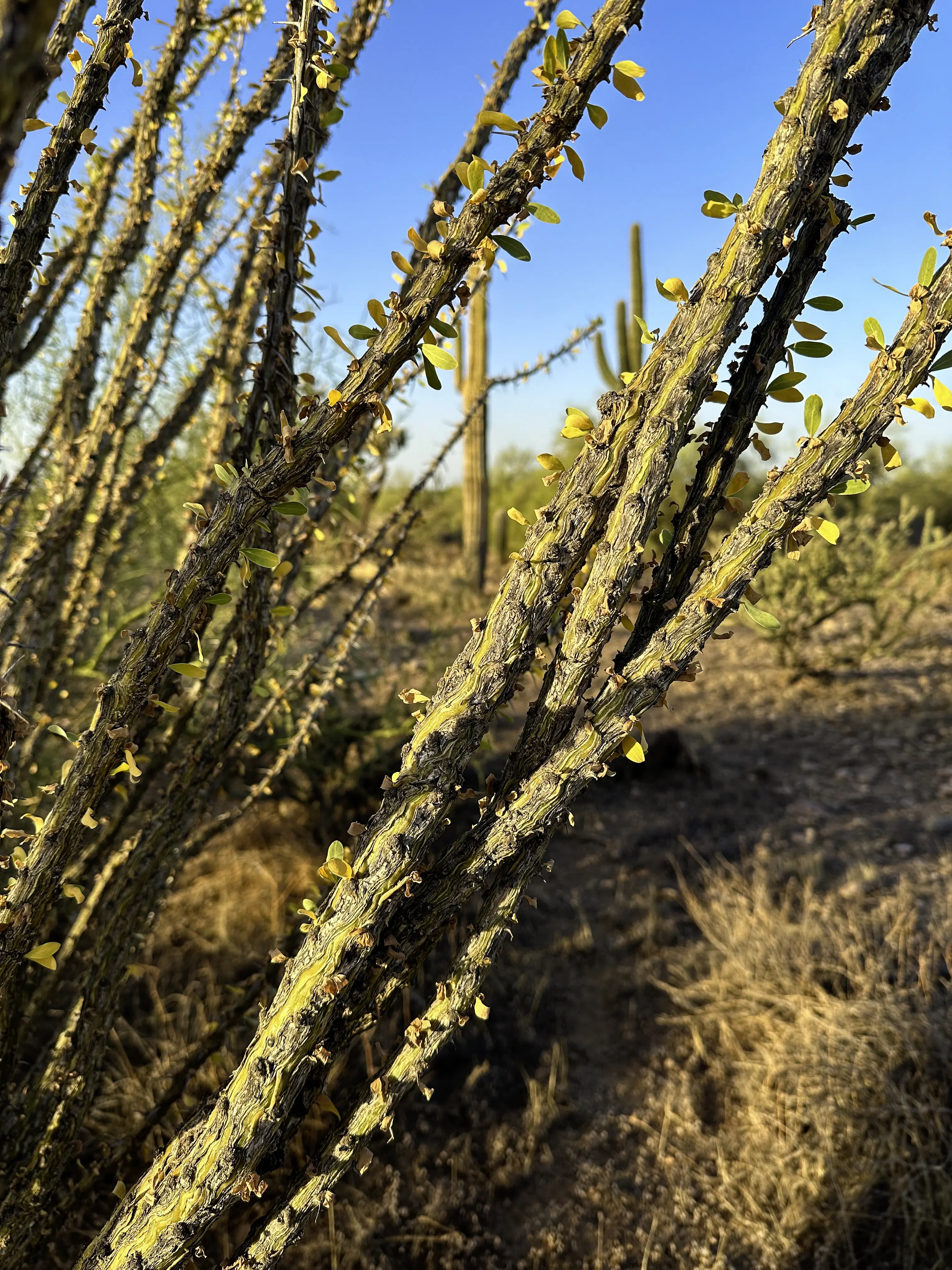 Ocotillo closeup