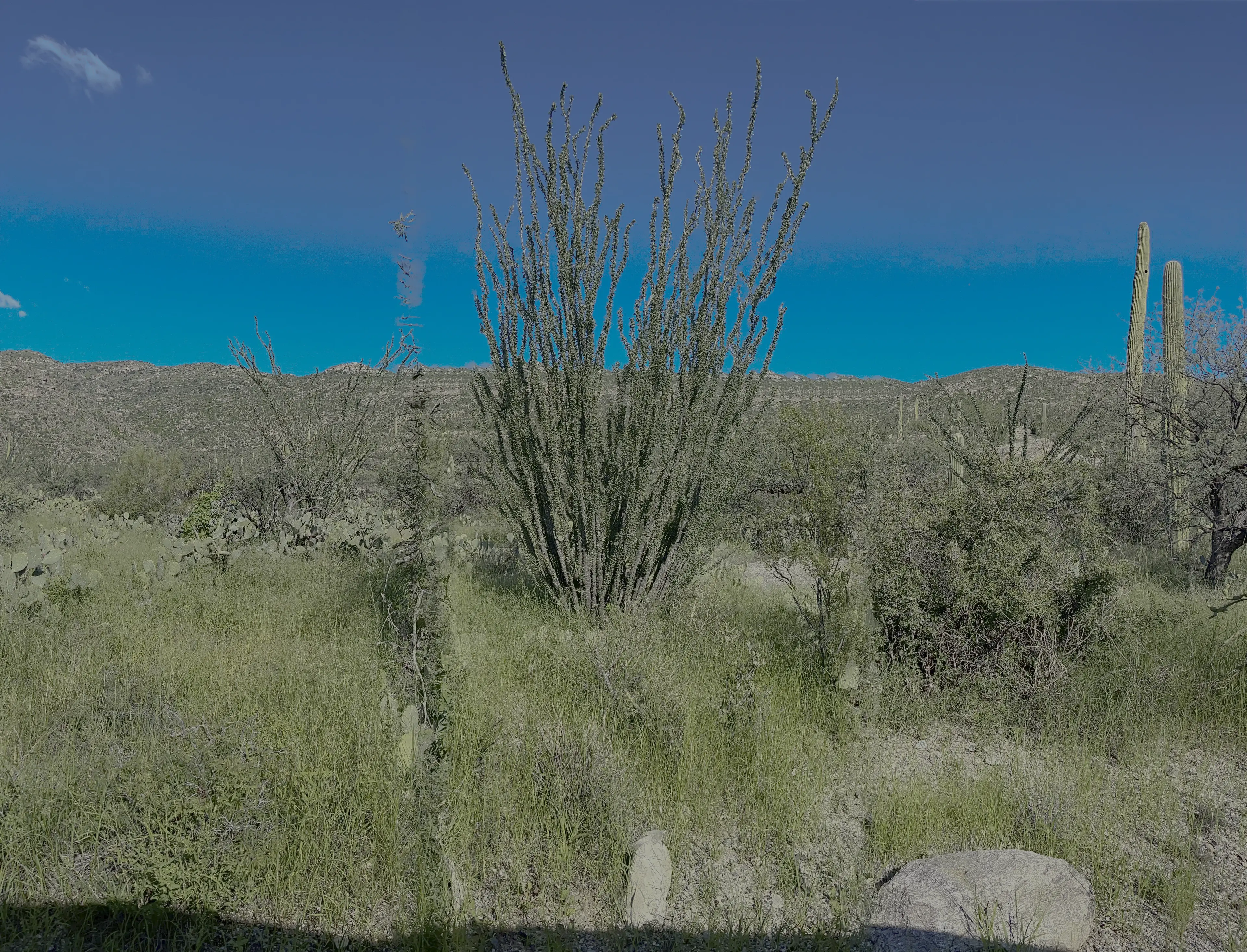 Ocotillo with leaves