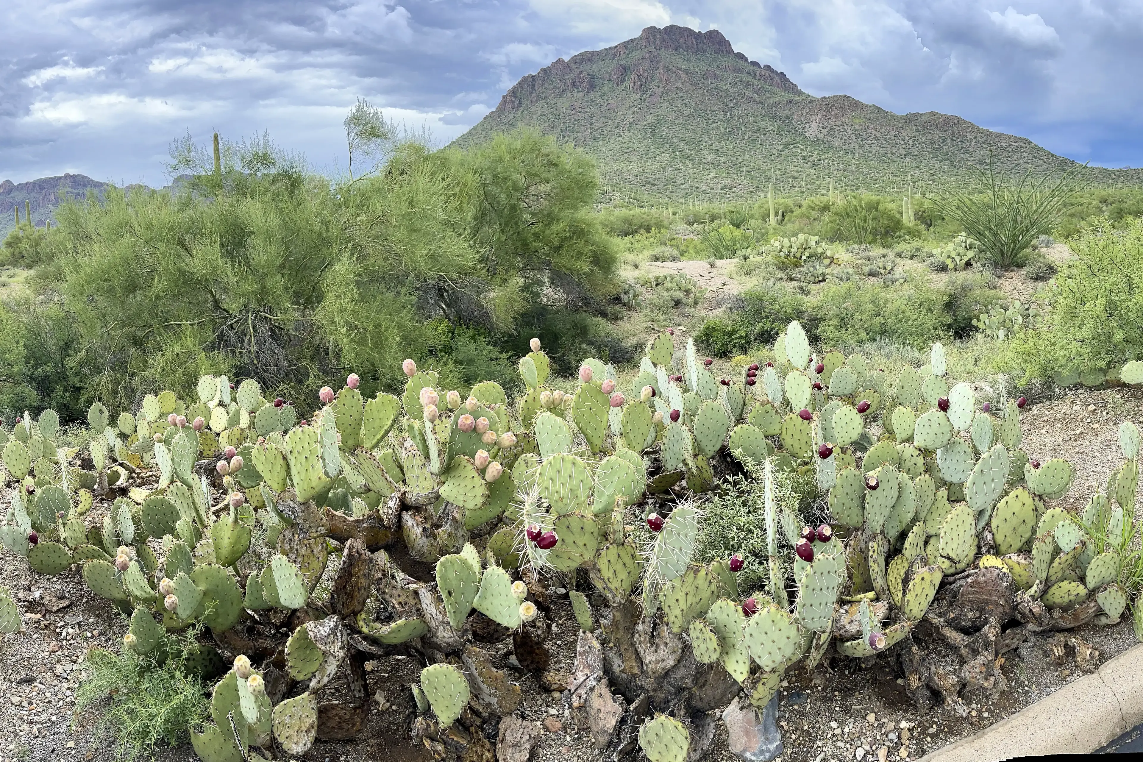 Large mature prickly pear patch on rocky hillside