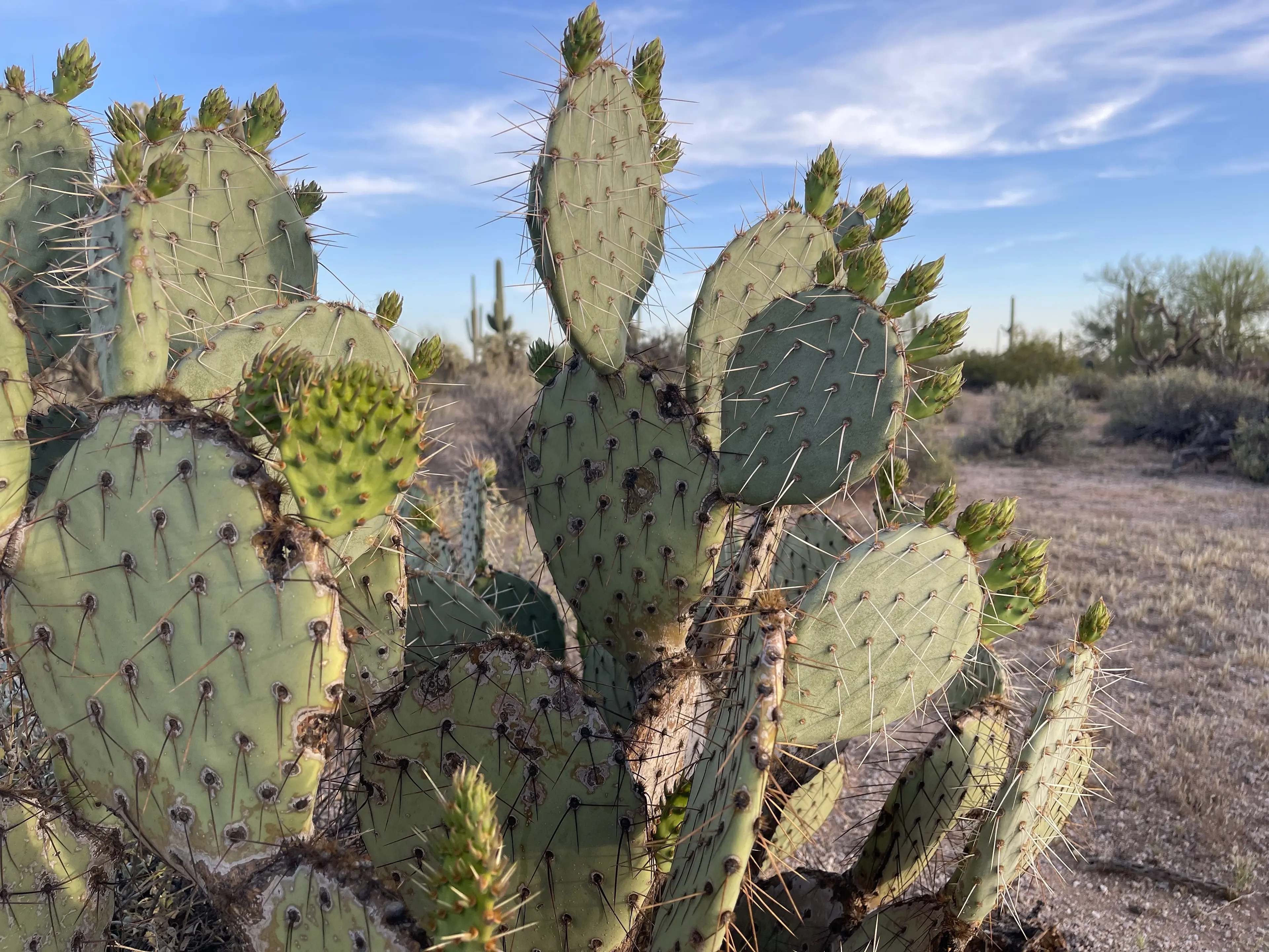 Prickly Pear