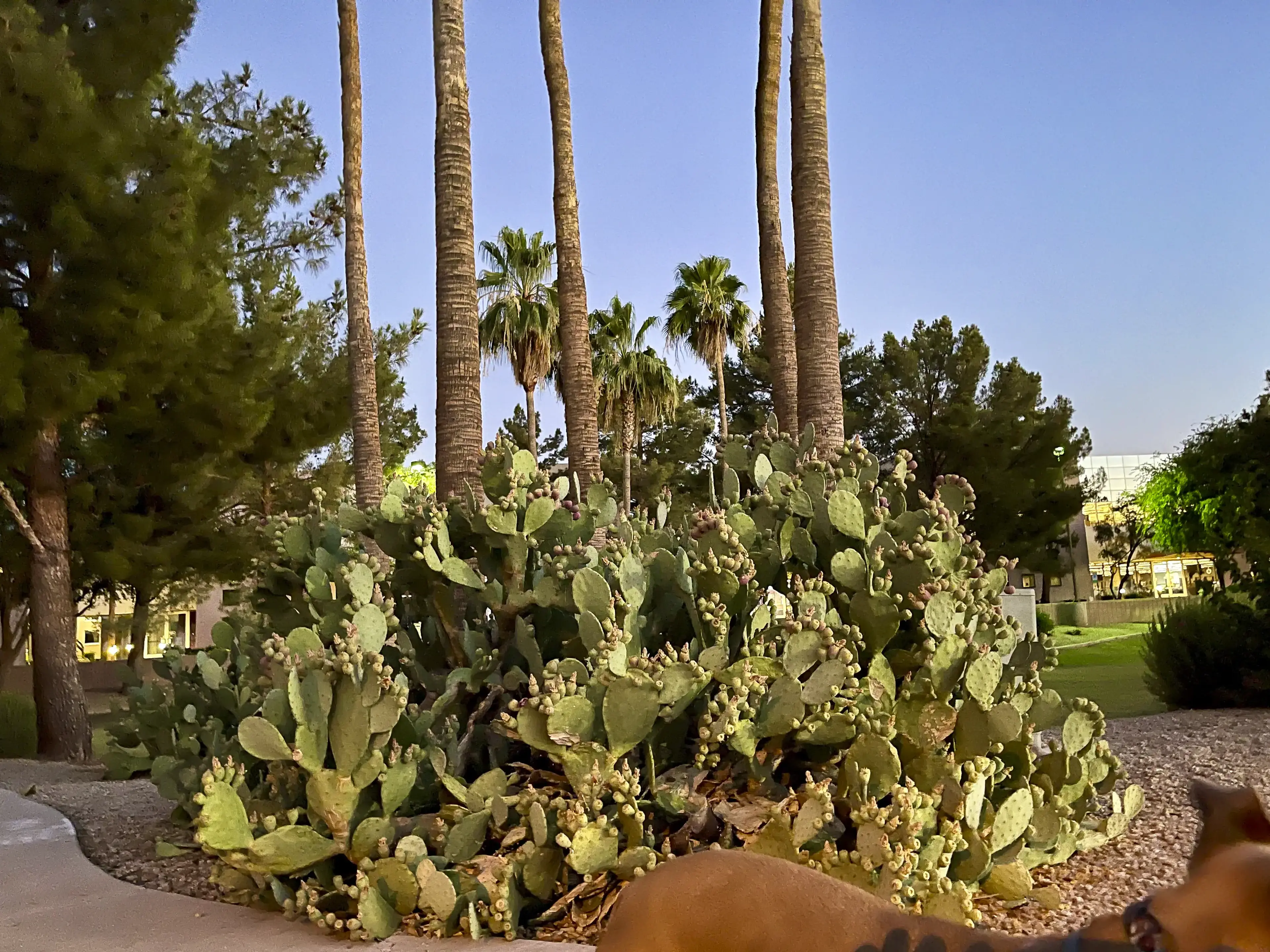 Prickly pear cactus in warm dawn light