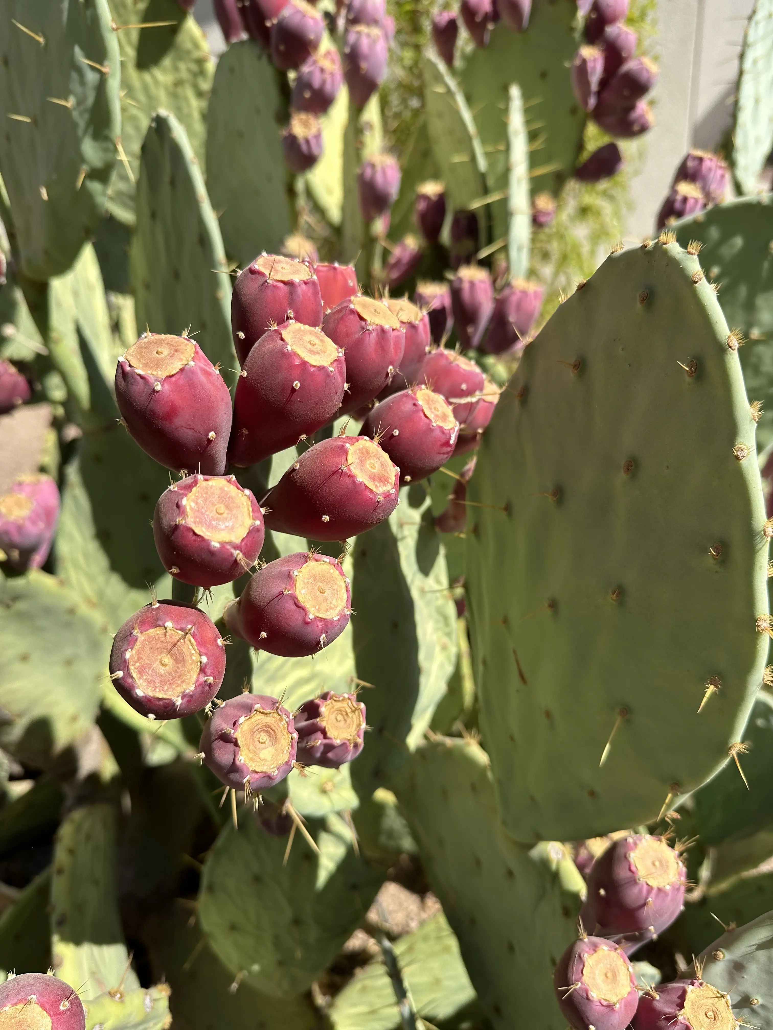 Close-up of ripe red prickly pear fruits