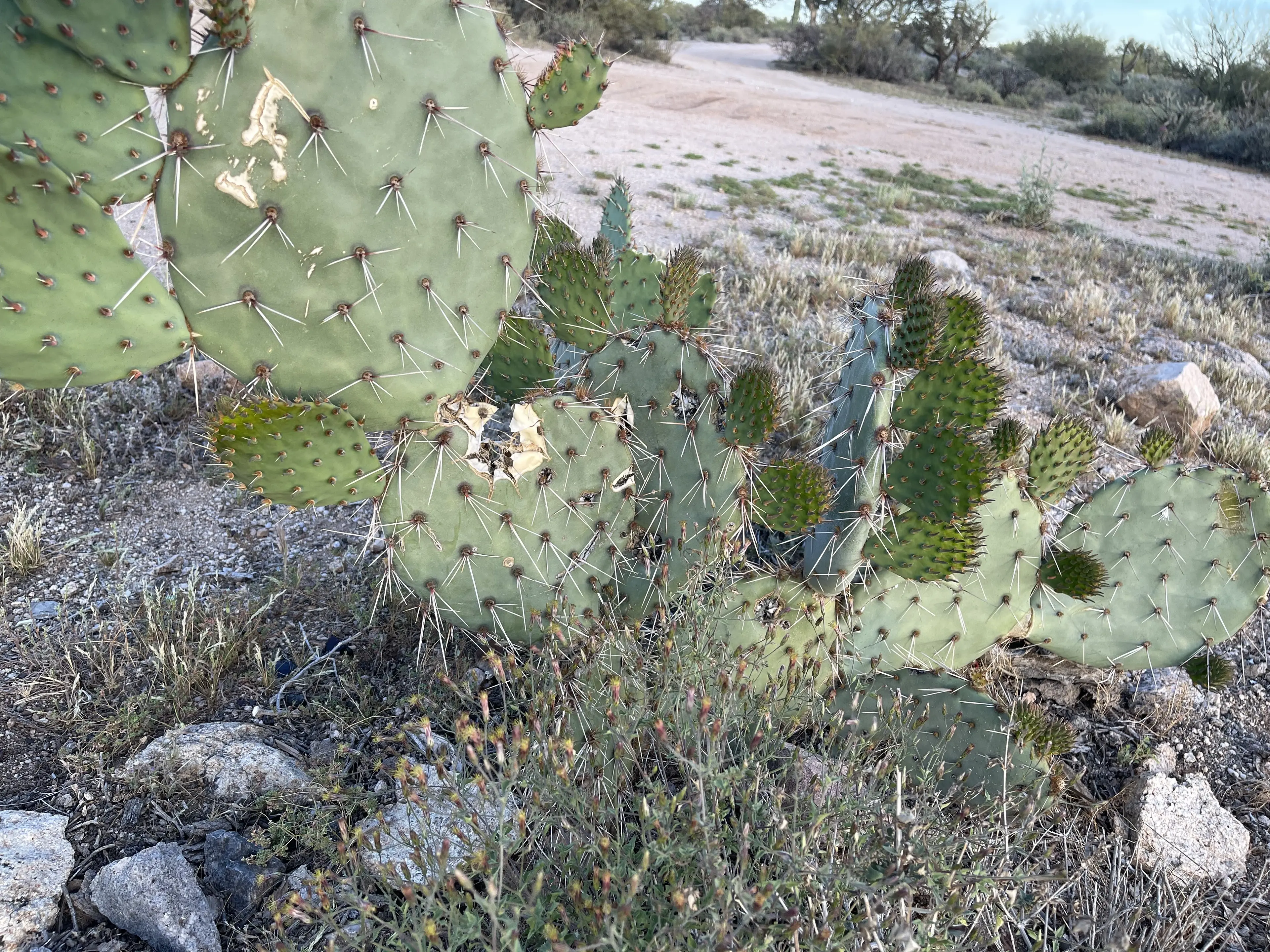Young prickly pear sprouts along a desert trail