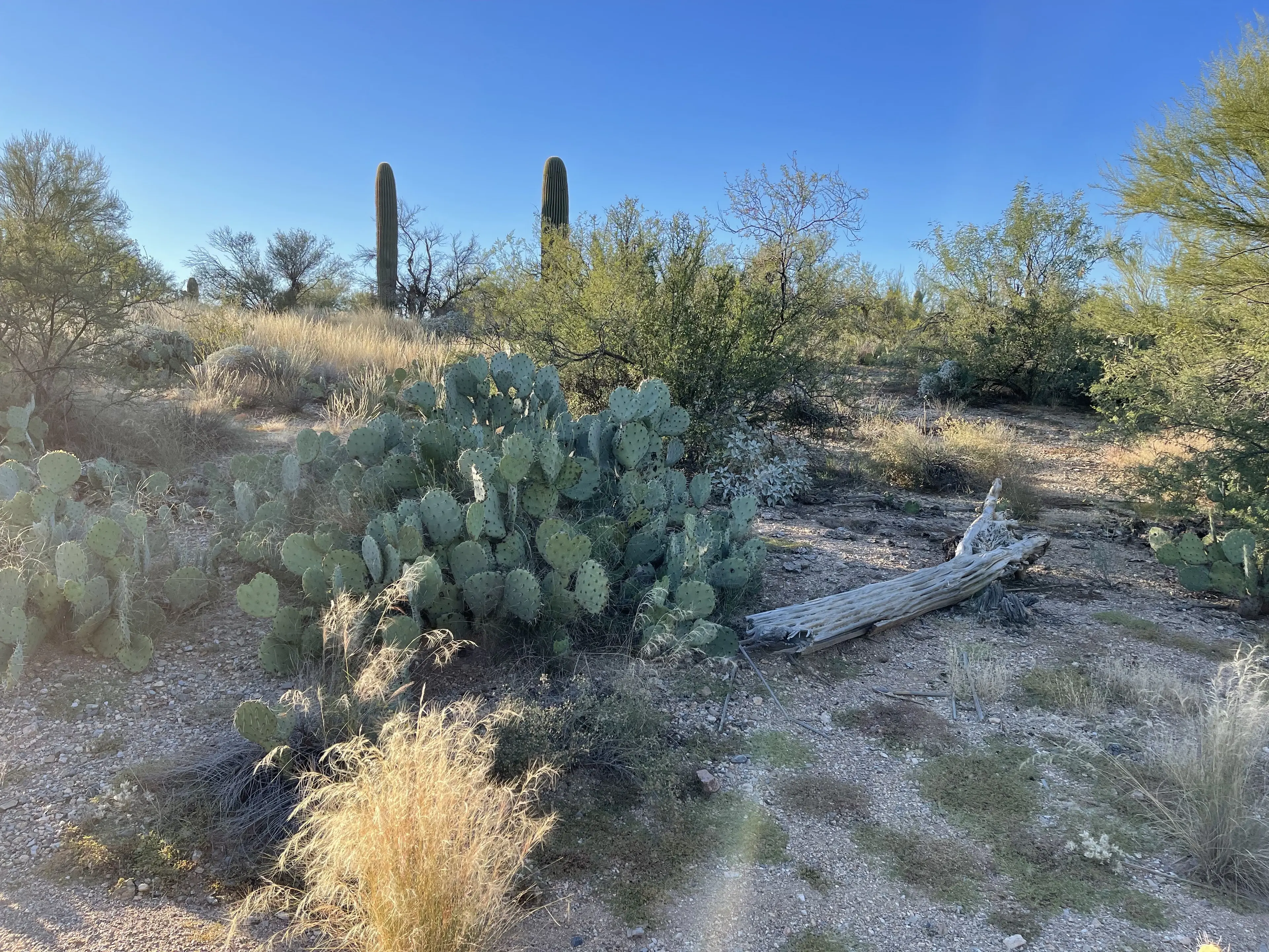Wild prickly pear cactus growing in open desert