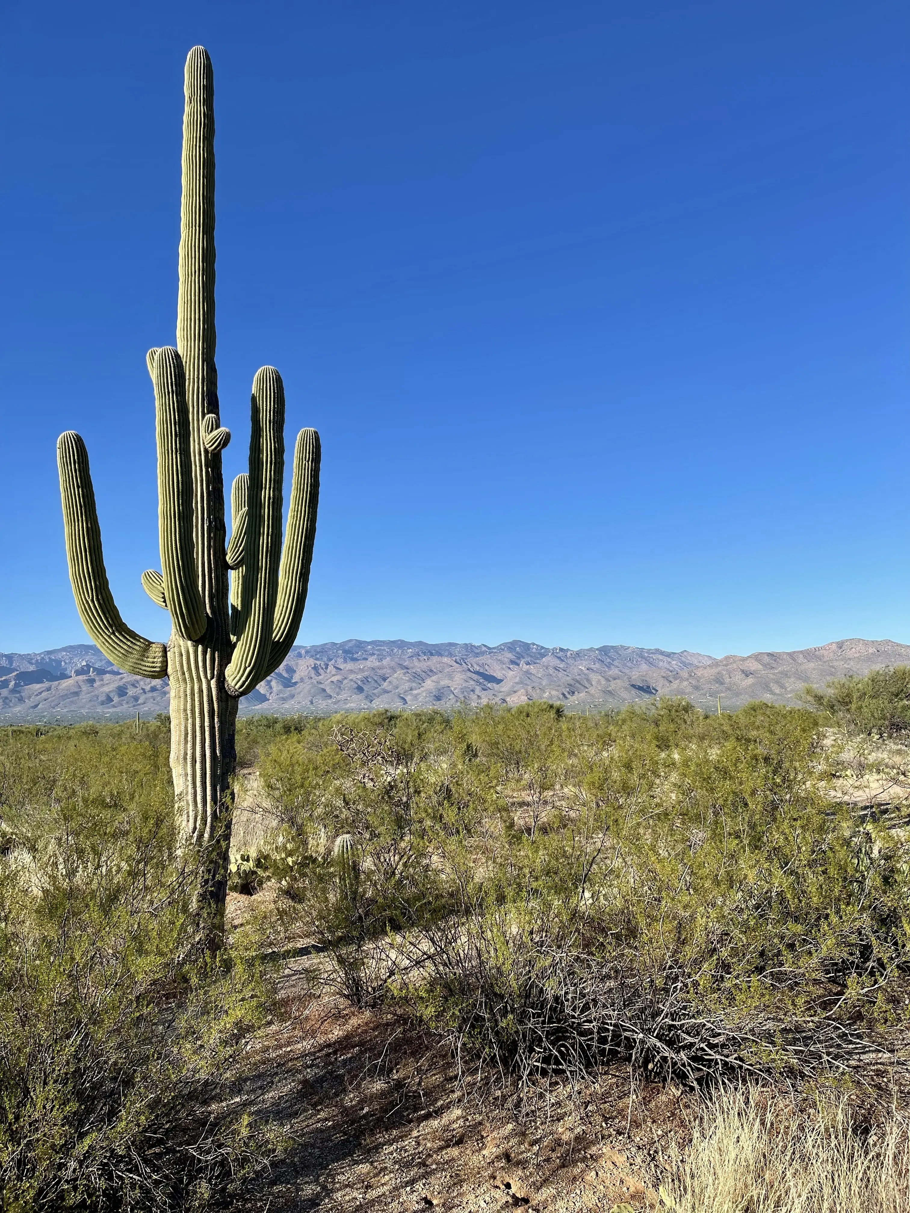 Mature saguaro cactus in the Sonoran Desert