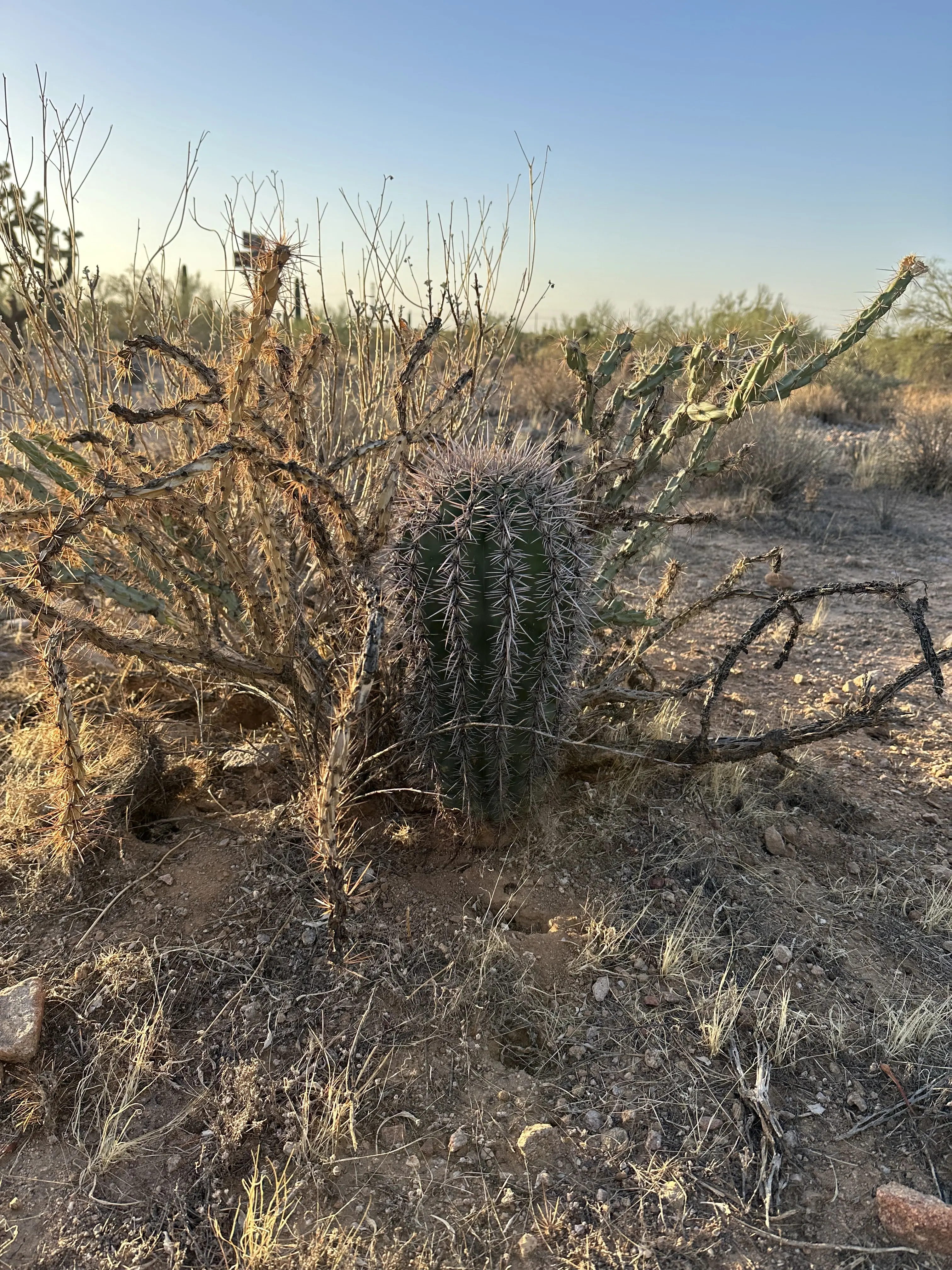 Small saguaro cactus growing under a nurse plant