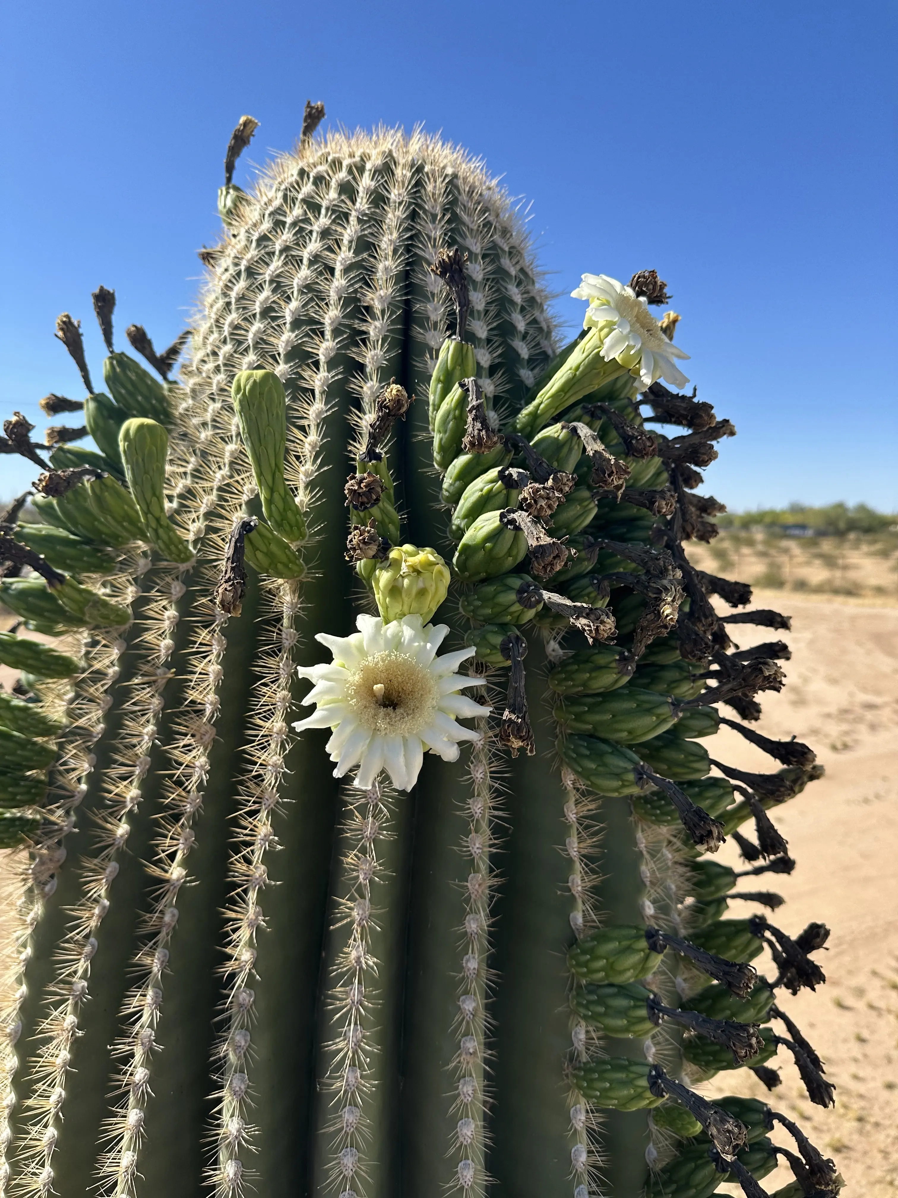 Close-up of a blooming saguaro flower