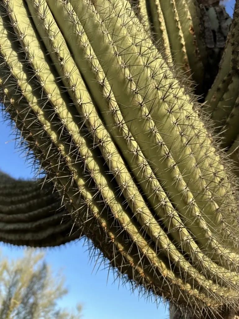 Close-up of saguaro ribs and spines