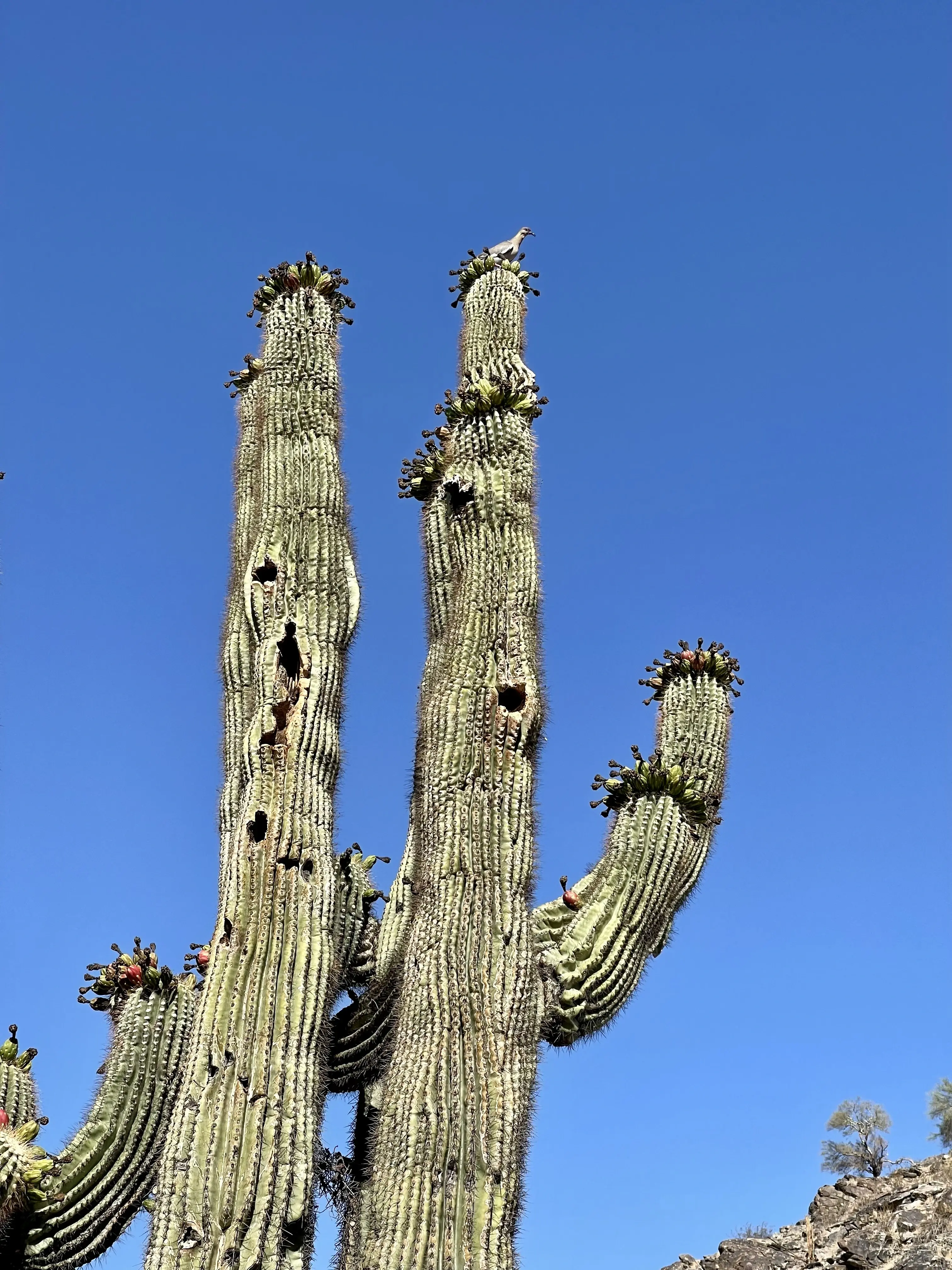 Saguaro cactus with woodpecker nest holes