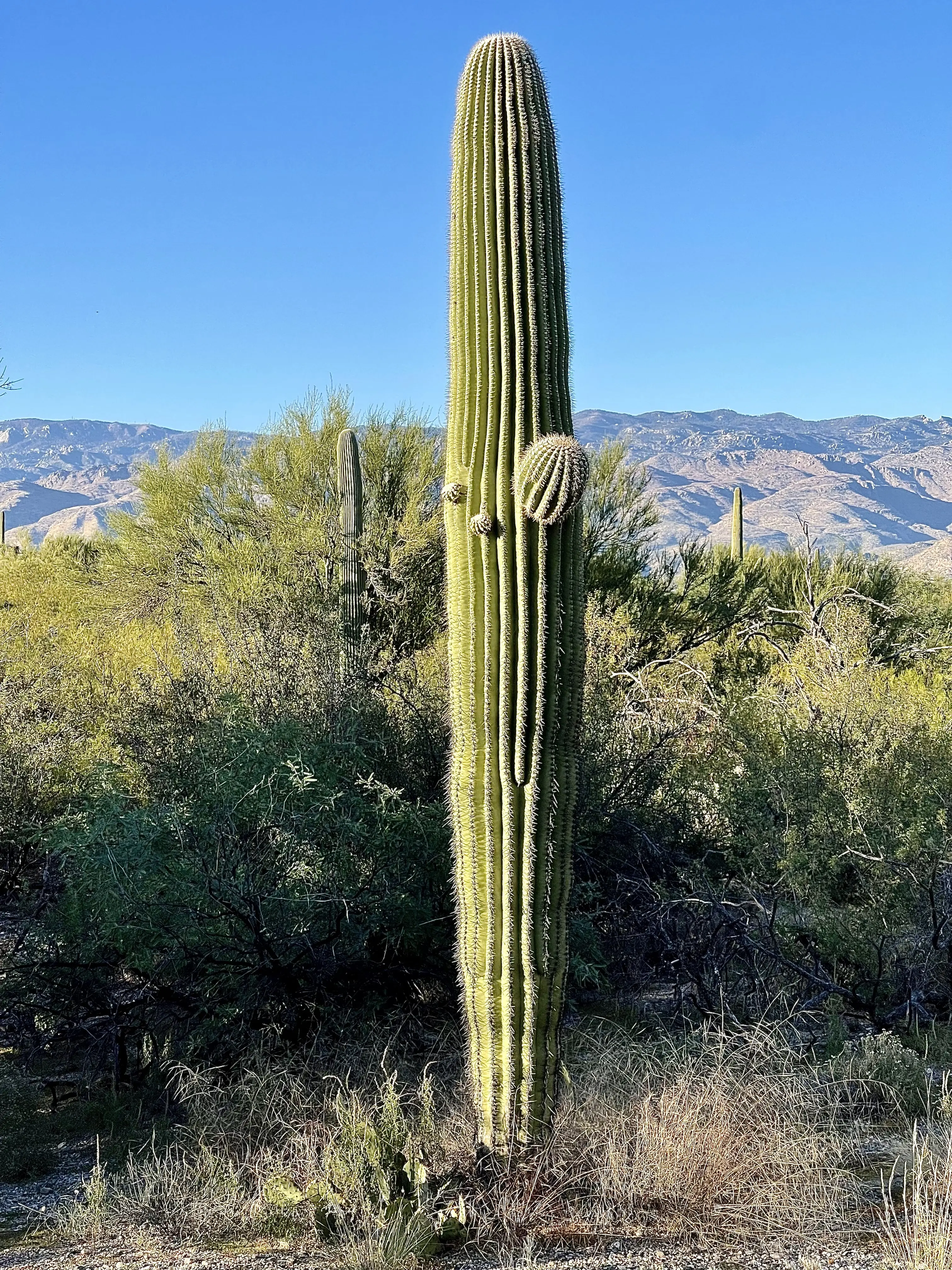 Saguaro Cactus